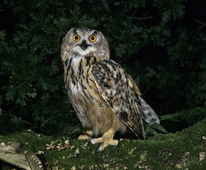 European Eagle Owl, bubo bubo, Adult