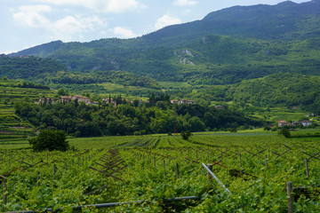 Vineyards and apple orchards along the cycleway from Torbole to Rovereto