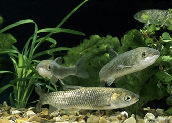 Grass Carp, ctenopharyngodon idella