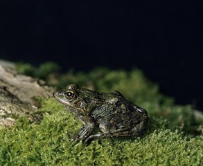 Marsh Frog, rana ridibunda, Adult standing on Moss