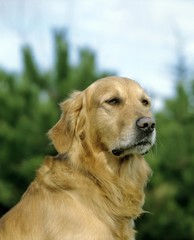 Golden Retriever Dog, Portrait of Adult