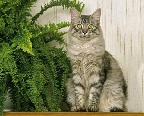 Silver Tabby Maine Coon Domestic Cat near House Plant