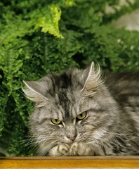 Silver Tabby Maine Coon Domestic Cat near House Plant