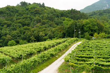 Naklejka premium Vineyard in the Adige valley, Trento province