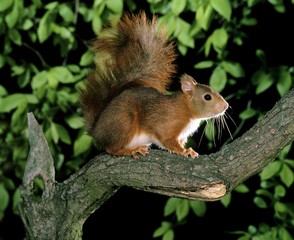 Red Squirrel, sciurus vulgaris, Male standing on Branch