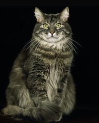 Skogkatt Domestic Cat, Adult against Black Background
