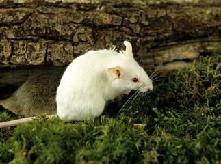White Mouse, mus musculus, Adult standing on Moss