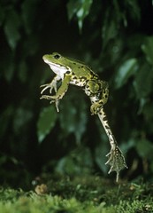 Edible Frog or Green Frog, rana esculenta, Adult leaping