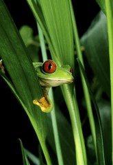 Red-Eyed Tree Frog, agalychnis callidryas, Head emerging from Leaves