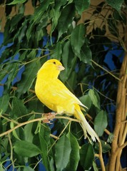 Yellow Canary, serinus canaria standing on Branch