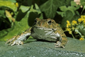 Green Toad, bufo viridis, Adult