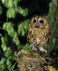 Eurasian Tawny Owl, strix aluco, Normandy