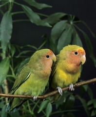 Rosy Faced Lovebird, agapornis roseicollis