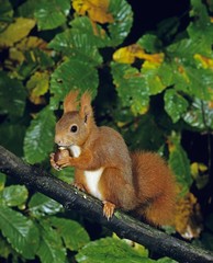 Red Squirrel, sciurus vulgaris, Female standing on Branch, Eating Chestnut