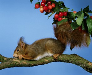 Red Squirrel, sciurus vulgaris, Male standing on Branch