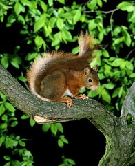 Red Squirrel, sciurus vulgaris, Male standing on Branch