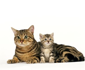 Brown Tabby Domestic Cat, Mother and Kitten against White Background