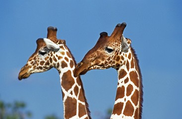 Reticulated Giraffe, giraffa camelopardalis reticulata, Samburu Park in Kenya