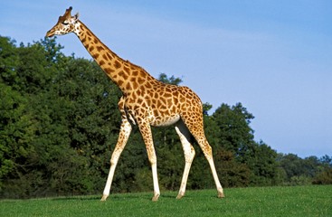 Rothschild's Giraffe, giraffa camelopardalis rothschildi