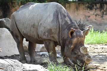 Obraz premium クロサイ