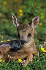 Roe Deer, capreolus capreolus, Fawn laying on Flowers