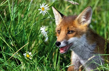 Red Fox, vulpes vulpes, Adult standing in Flowers