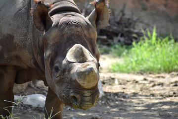 Obraz premium クロサイ