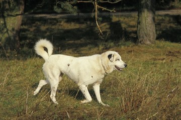 Obraz premium Anatolian Shepherd Dog or Coban Kopegi