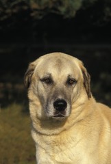 Anatolian Shepherd Dog or Coban Kopegi, Portrait of Adult