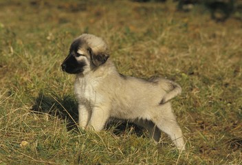 Anatolian Shepherd Dog or Coban Kopegi, Pup
