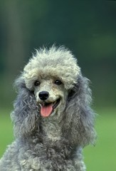 Grey Standard Poodle Dog, Portrait with Tongue out