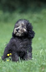 Grey Standard Poodle Dog, Pup