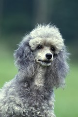 Grey Standard Poodle Dog, Portrait