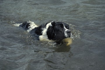 Landseer Dog, Adult swimming