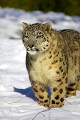 Snow Leopard or Ounce, uncia uncia, Adult standing on Snow