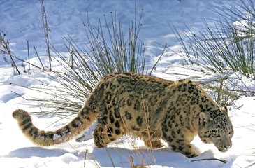 Snow Leopard or Ounce, uncia uncia, Adult standing on Snow