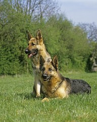German Shepherd Dog standing on Lawn