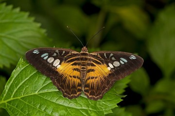 Clipper Butterfly, parthenos sylvia