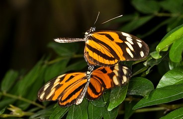Eueides butterfly, eueides isabella