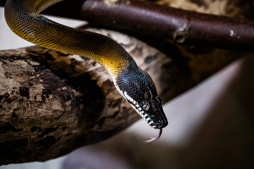 Serpent python à lèvres blanches dans un vivarium