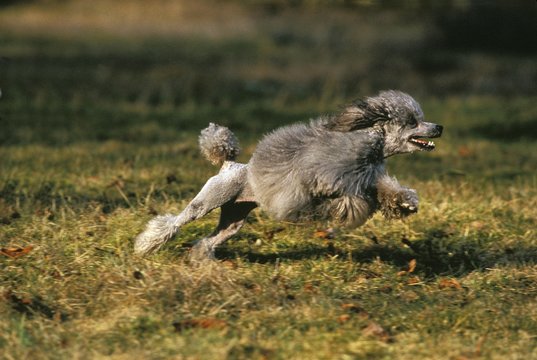 Grey Standard Poodle Dog running