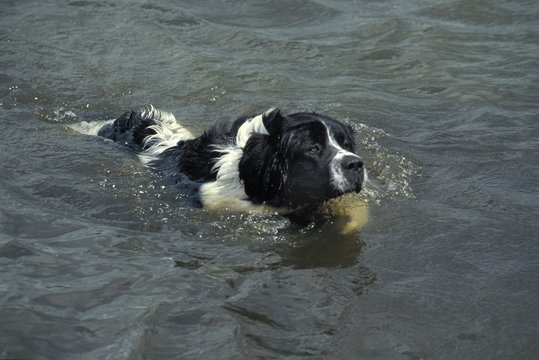 Landseer Dog, Adult swimming