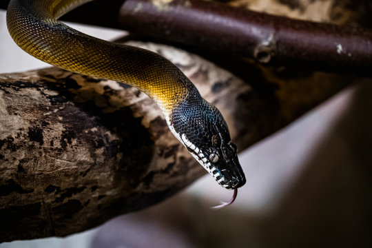 Serpent python &agrave; l&egrave;vres blanches dans un vivarium