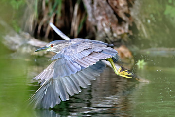 In Flight