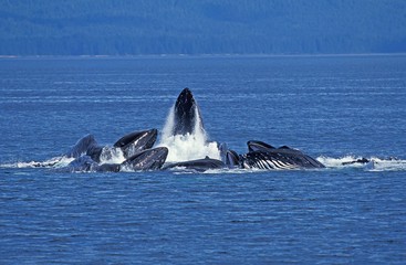Fototapeta premium Humpack Whale, megaptera novaeangliae, Group Bubble Net Feeding, Open Mouth to Catch Krill, Alaska