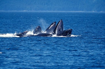 Fototapeta premium Humpack Whale, megaptera novaeangliae, Group Bubble Net Feeding, Open Mouth to Catch Krill, Alaska