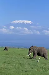Papier Peint photo Kilimandjaro African Elephant, loxodonta africana and Kilimandjaro Mountain, Tanzania