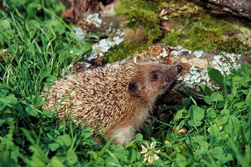 European Hedgehog, erinaceus europaeus, Normandy