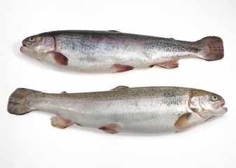 Sea Trout, salmo trutta trutta, Fresh Fishes against White Background