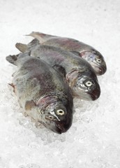Rainbow Trout, salmo gairdneri, Fresh Fishes on Ice